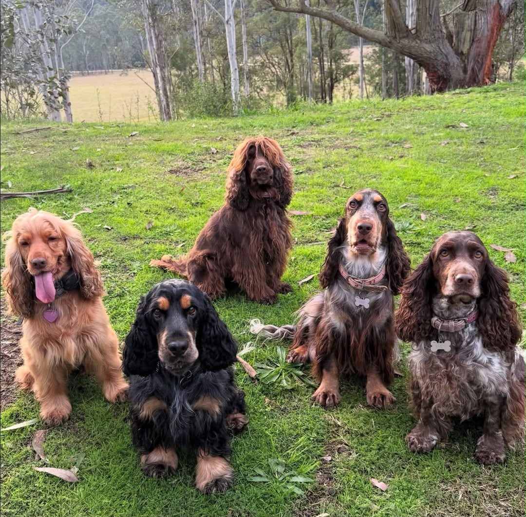 Our Cavalier King Charles Spaniels