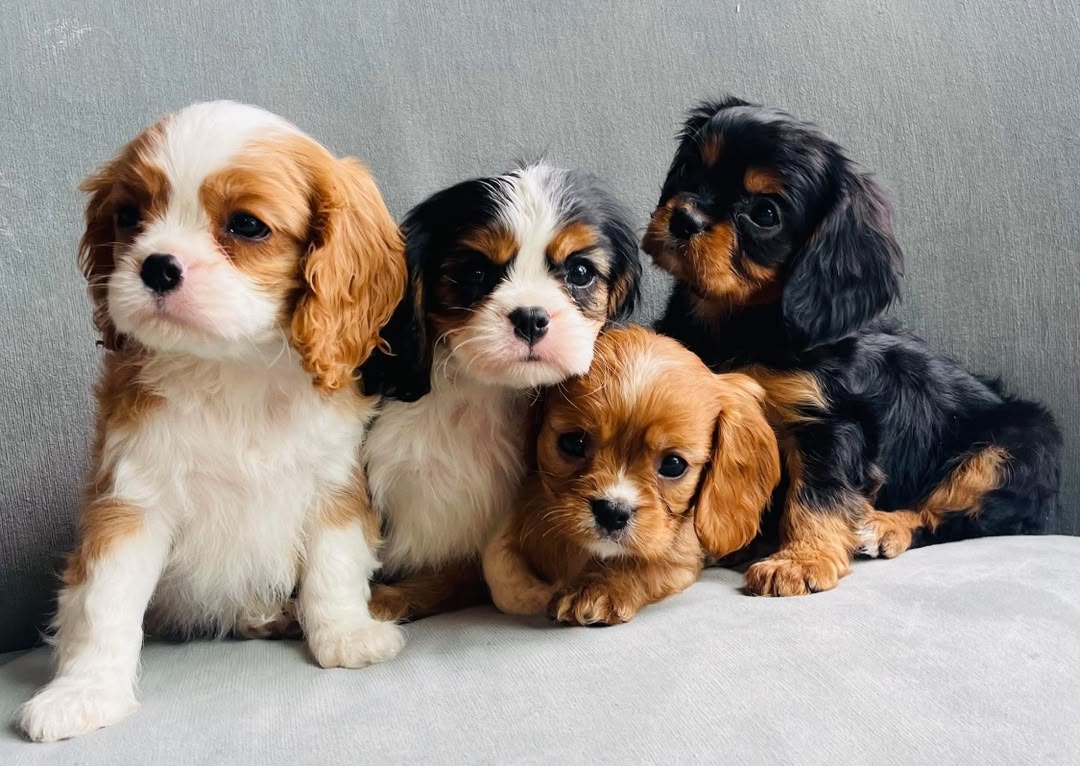 Cavalier King Charles Spaniel puppy