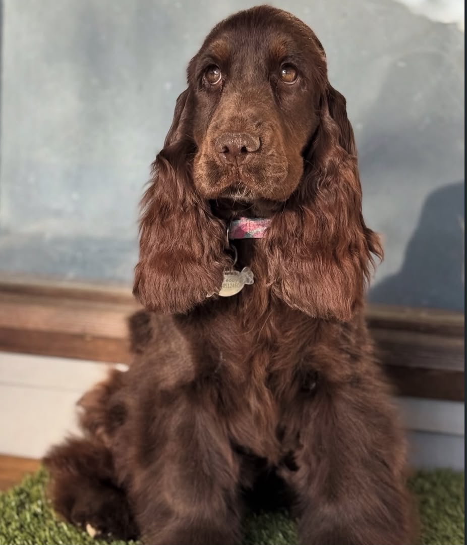 Cocker Spaniel