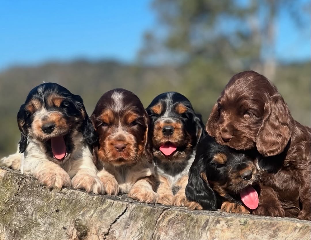 Our Cavalier puppies