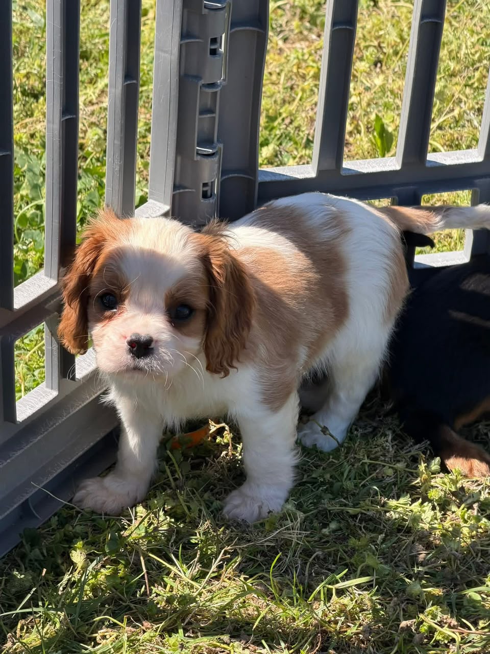 Biscuit — Blenheim Cavalier King Charles Spaniel