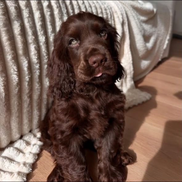 Bromley — Chocolate English Cocker Spaniel