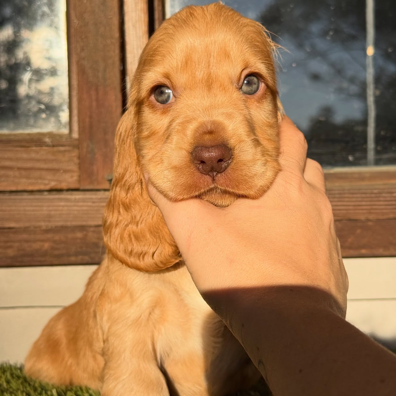 Honey — Golden English Cocker Spaniel