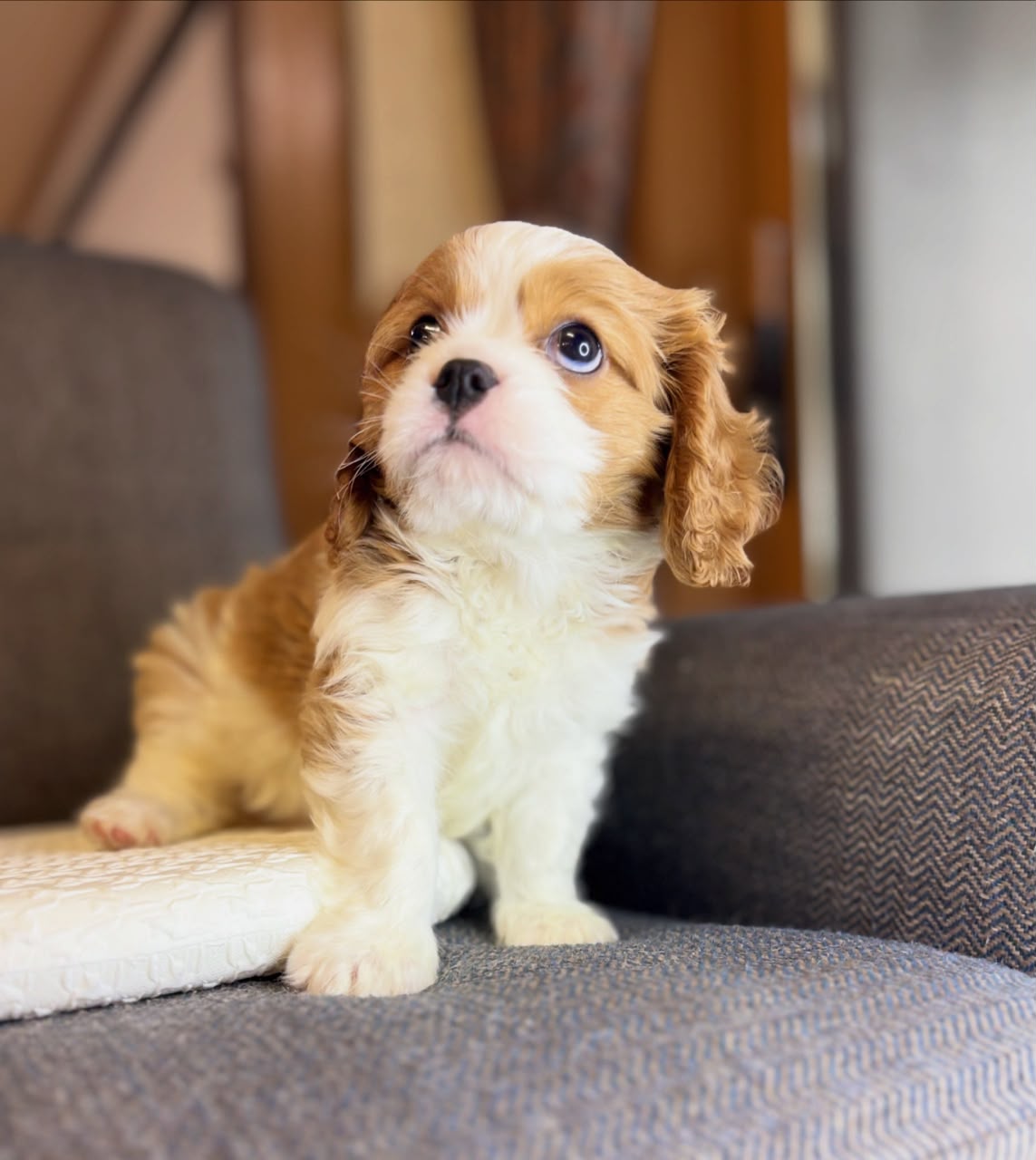 Lollie — Blenheim Cavalier King Charles Spaniel