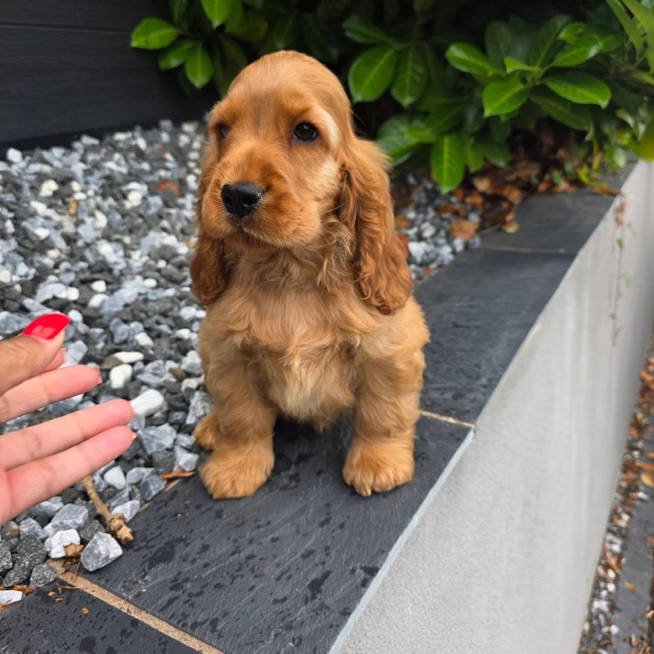 Lollie — Golden English Cocker Spaniel