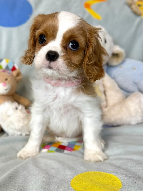 Maisie — Blenheim Cavalier King Charles Spaniel