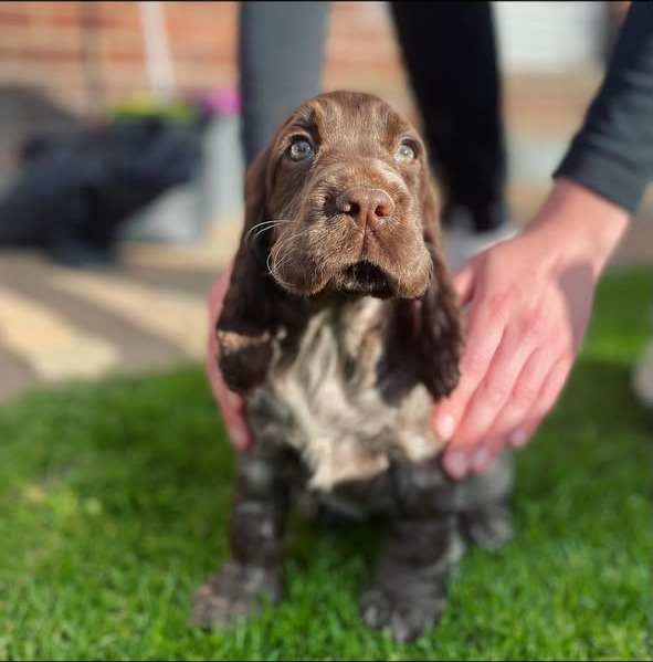 Marlowe — Chocolate Roan English Cocker Spaniel