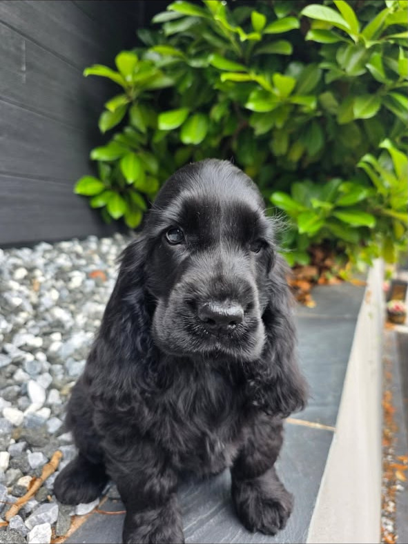 Nellie — Black English Cocker Spaniel