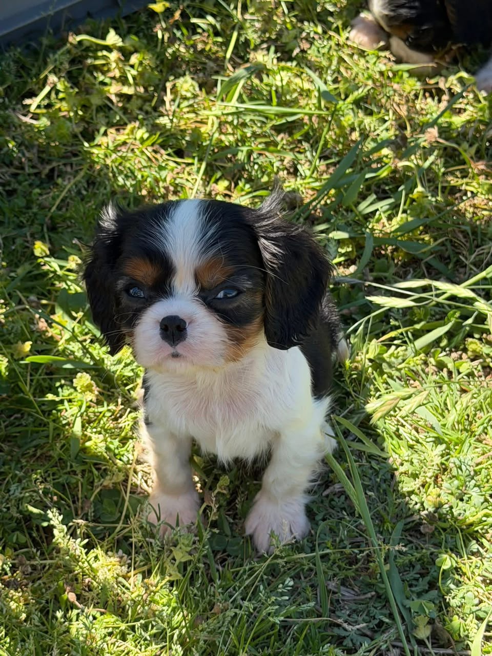 Ollie — Tricolor Cavalier King Charles Spaniel