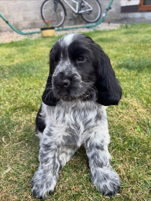 Oreo — Black & White Roan English Cocker Spaniel