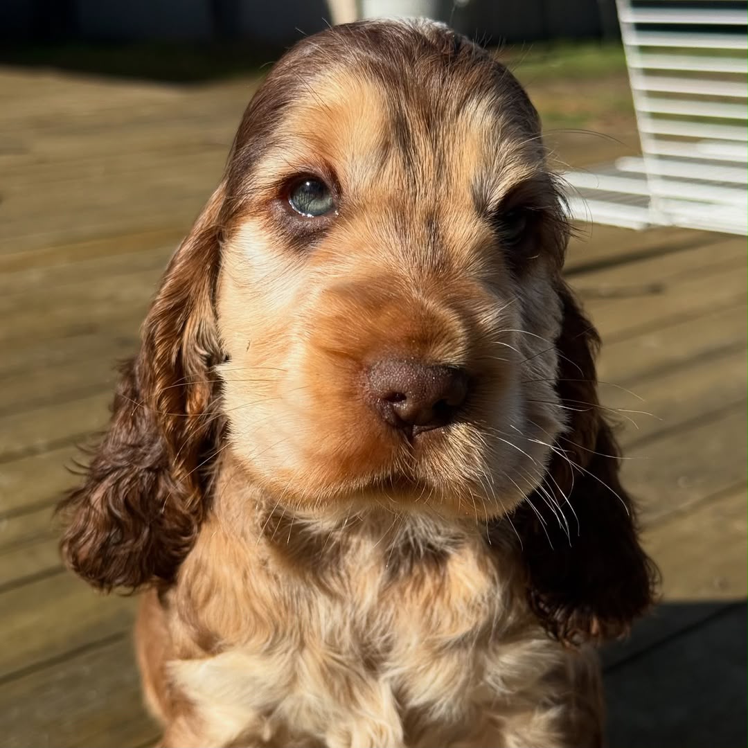 Toffee — English Cocker Spaniel