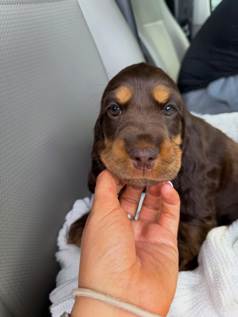 Truffle — Chocolate & Tan English Cocker Spaniel
